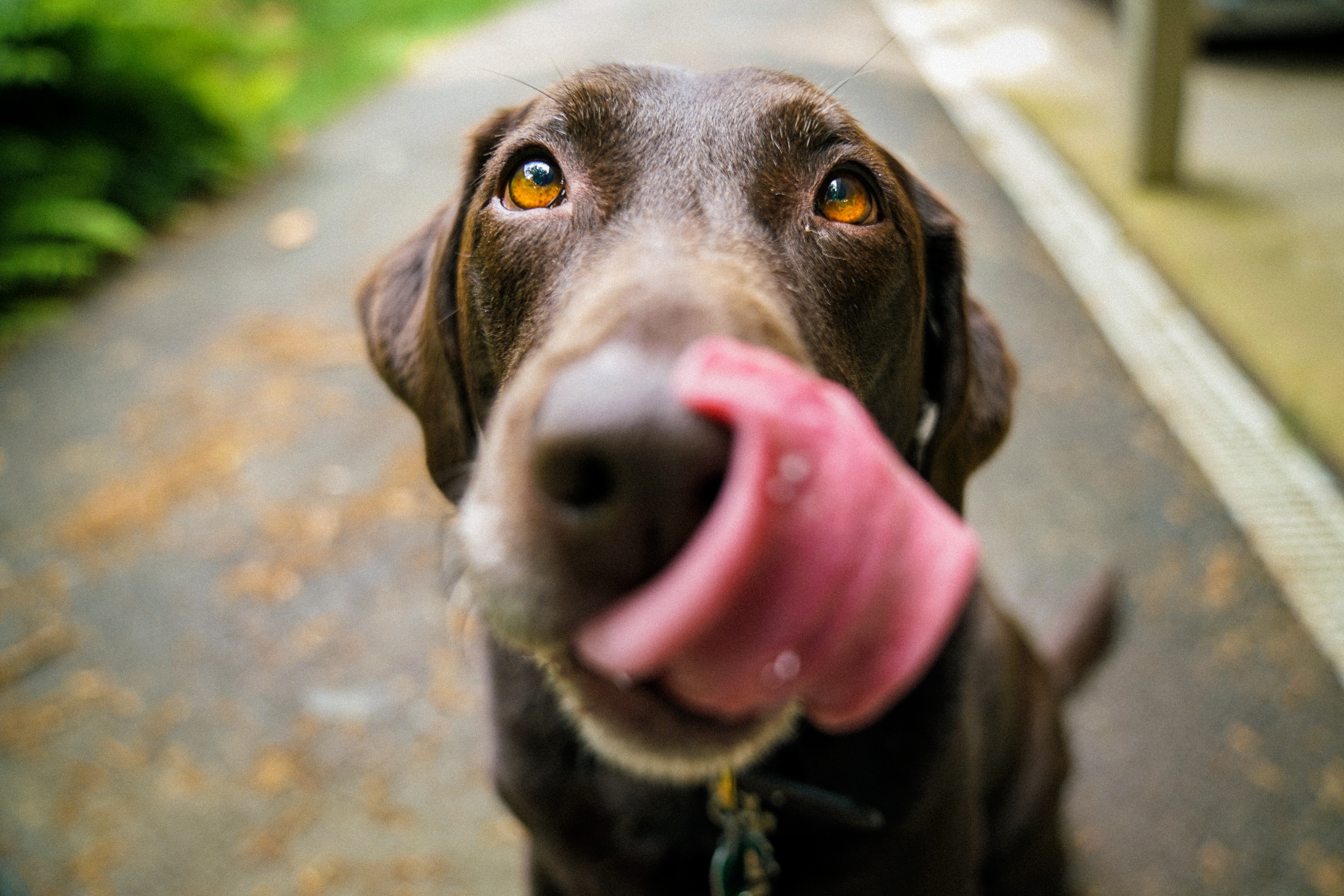 Cute Dog Licking the Camera