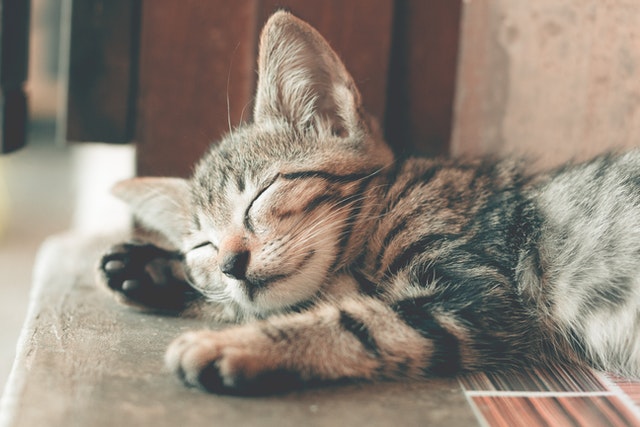 Kitten Sleeping Peacefully on the Counter