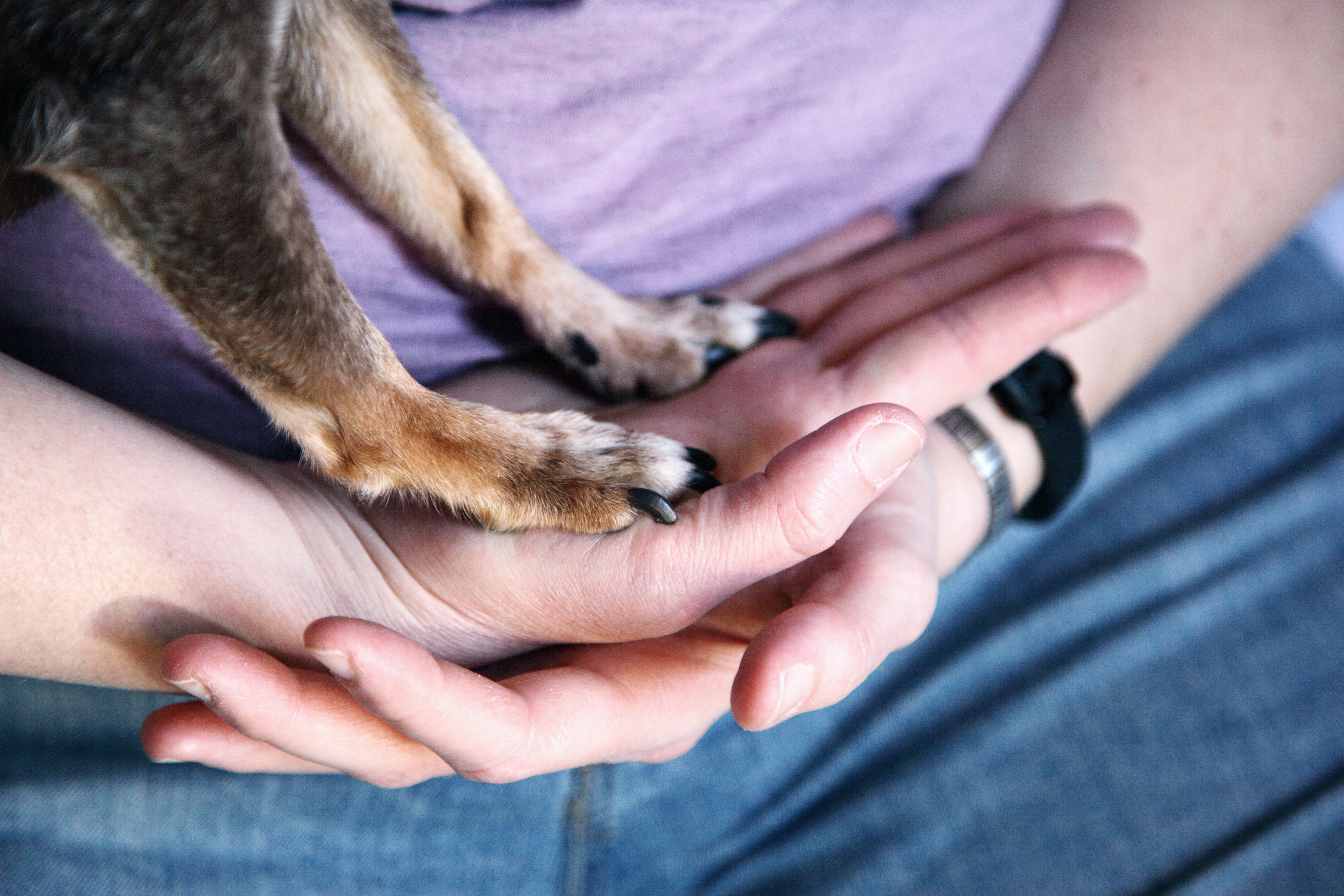 Pet and Owner Touching Hands