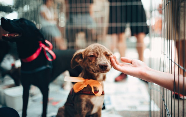 Shelter Animal Caressed by Someone